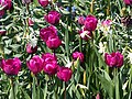 Tulipa 'Purple Lady', Tulipan 'Purple Lady', 2022-05-03