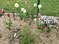 Tulipany i nie tylko w Daszewicach - kwiecień 2019.jpg