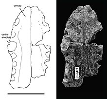 Turanosuchus aralensis.jpg