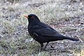 * Nomination Common blackbird (Turdus merula). Adana, Turkey. --Zcebeci 08:00, 11 December 2016 (UTC) * Promotion Good quality. --Basotxerri 09:51, 11 December 2016 (UTC)