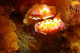 Két bohóc nudibranchs. JPG