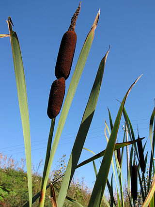 <span class="mw-page-title-main">Typhaceae</span> Family of flowering plants