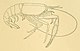 Typhlocaris galilea - plate from Transactions of the Linnean Society of London - CROP.jpg