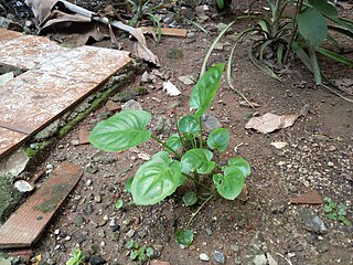 <i>Typhonium flagelliforme</i> Species of flowering plant