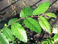 Ulmus alata