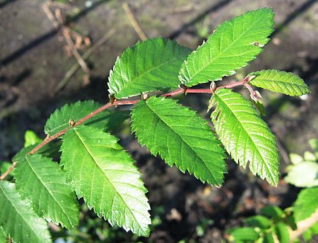 Ulmus alata 071007c.jpg