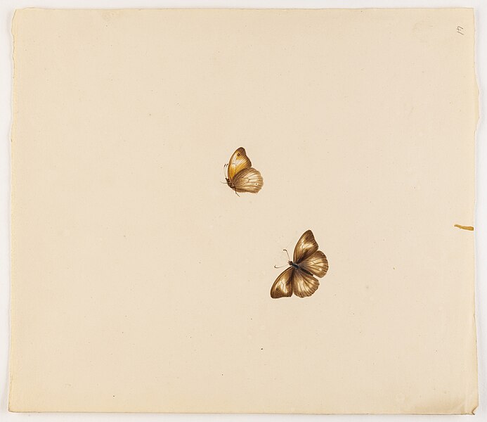 File:Untitled moth butterfly - Miss Harris - 84 1931 41.jpg