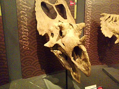 Utahceratops.jpg