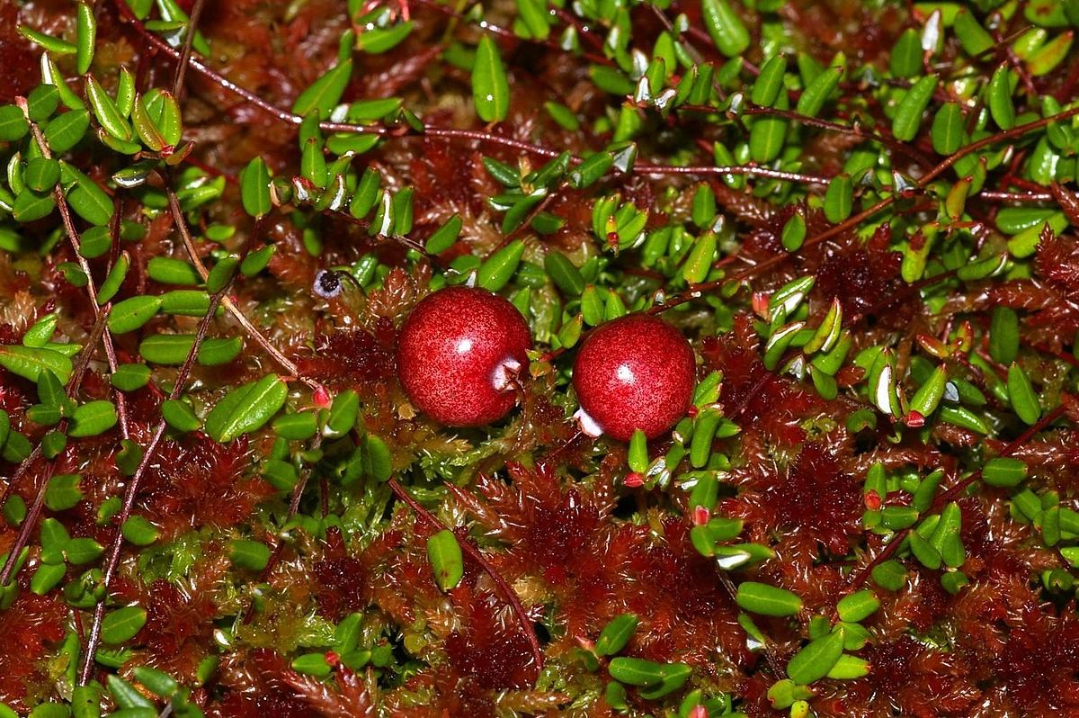 Image result for bog cranberry