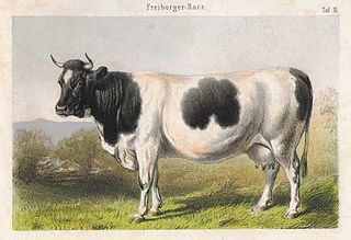 <span class="mw-page-title-main">Fribourgeoise</span> Extinct Swiss breed of cattle