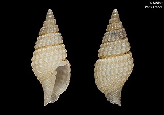 <i>Vexillum altisuturatum</i> Species of gastropod