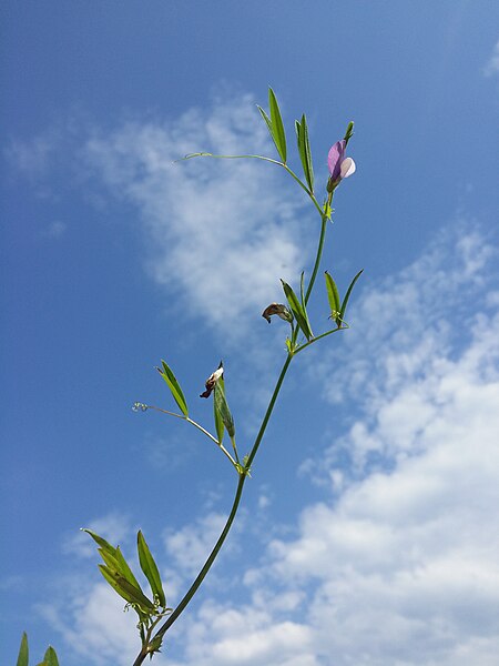 File:Vicia bithynica sl29.jpg