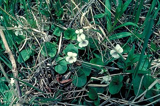 <i>Viola renifolia</i> Species of flowering plant