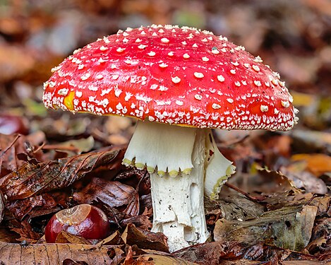 Amanita muscaria Location De Famberhorst.