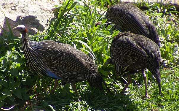 Mountain zoo. Acryllium vulturinum. Acryllium vulturinum (Hardwicke, 1834) = грифовая цесарка.