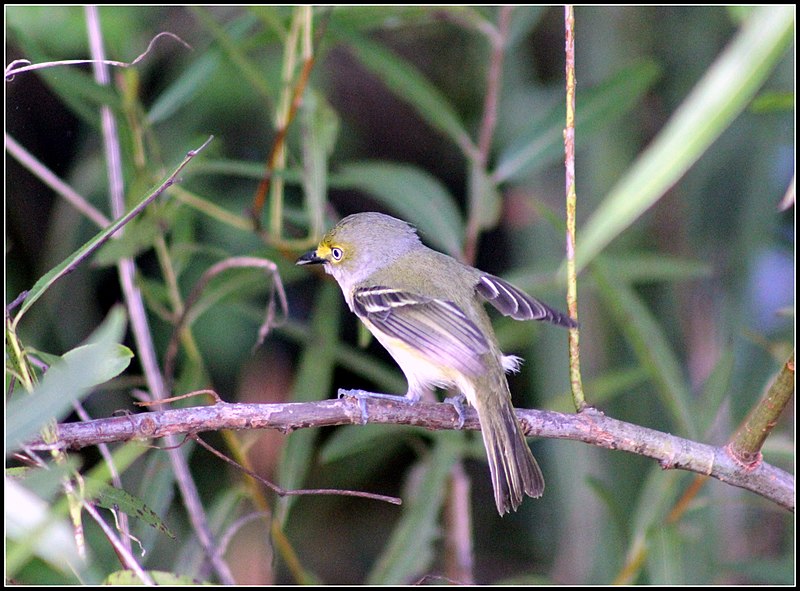 File:WHITE-EYED VIREO (6997550836).jpg