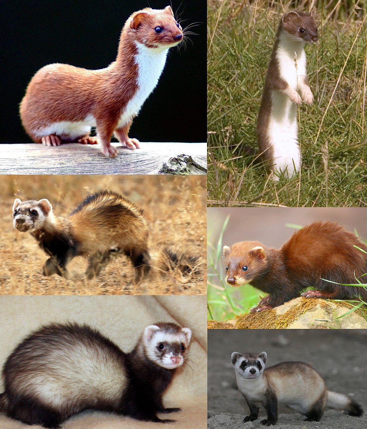 Least weasel - Wikipedia