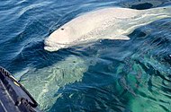 Belugas siguiendo botes vigía en el río Churchill