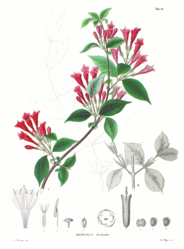 Diervillaceae