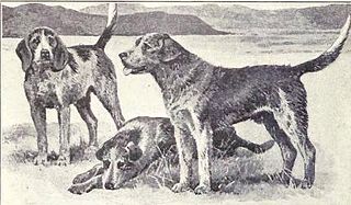 Welsh Hound Dog breed