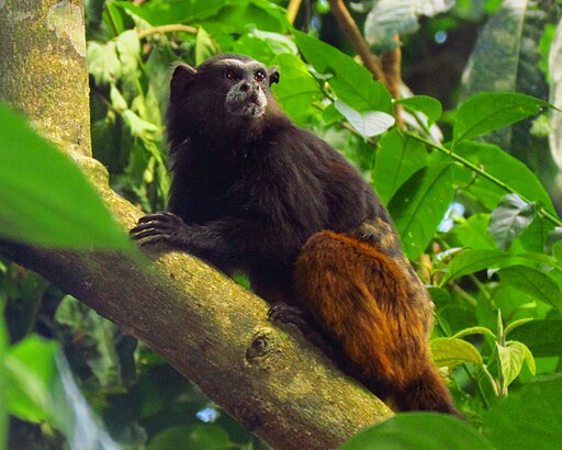 Wendell's Saddle-back Tamarin (Leontocebus weddelli)