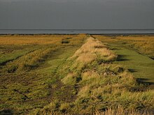 Salt marshes make up the biggest part of the National Park's vegetation Wesselburenerkoog saltmarsh.jpg