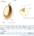 Endosperm üçün miniatür