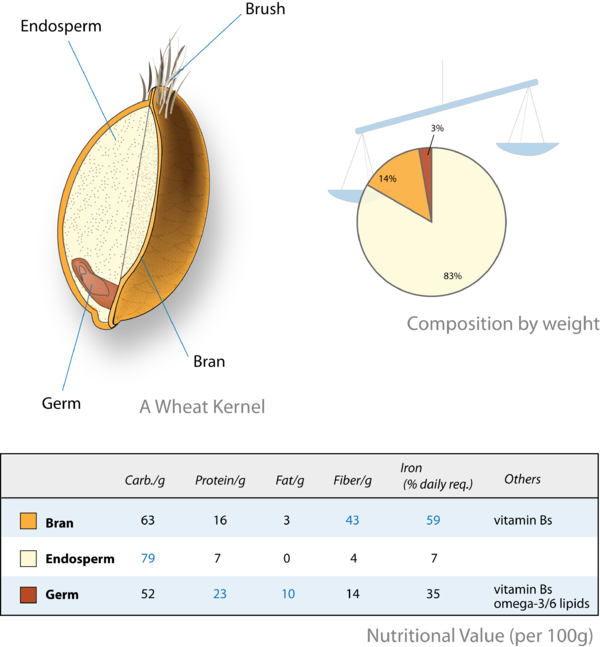 Illustration of a wheat kernel, its composition and the nutritional values of its parts.