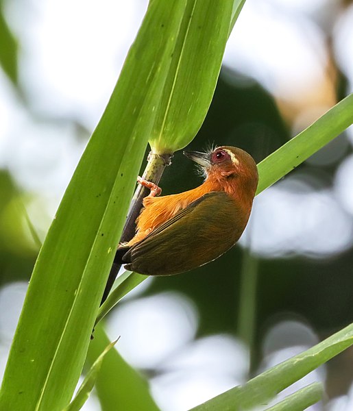 File:White-browed piculet.jpg