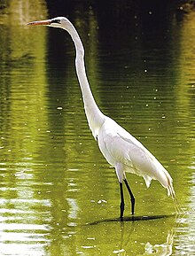 Ақ Heron Tezozomoc Park.jpg