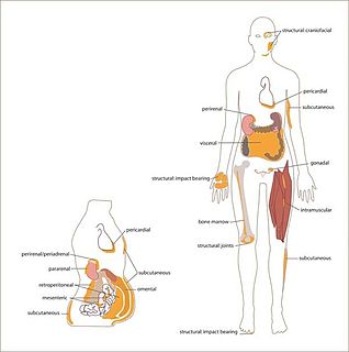 White adipose tissue