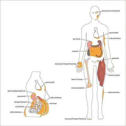 Distribution of white adipose in the human body