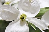 A close-up of Cornus florida Why are you folded%3F dear petal! (3505140249).jpg