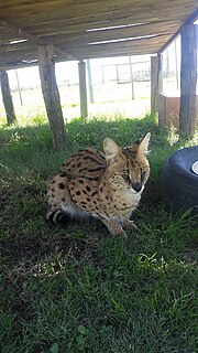 Thumbnail for File:Wild Cat in the Northern Cape,South Africa.jpg