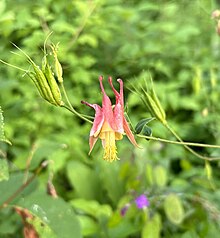 Wild columbine (Aquilegia canadensis) growing in Sleeping Bear Dunes National Lakeshore near Glen Arbor, Michigan Wild Columbine Michigan.jpg