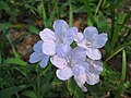 Pétunia sauvage (Ruellia caroliniensis)