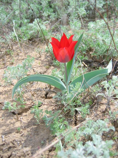 File:Wild tulip in the steppe of Kazakhstan.jpg