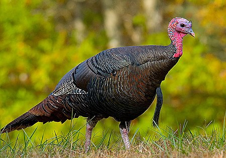 Wild turkey eastern us.jpg