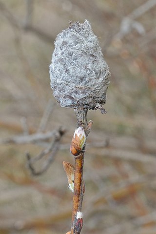 <i>Rabdophaga strobiloides</i> Species of fly