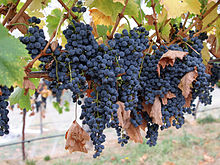 During veraison, when the grapes change color, the shoots of the vine start to harden and brown. Wine grapes08.jpg