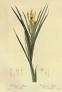<i>Witsenia</i> Genus of flowering plants