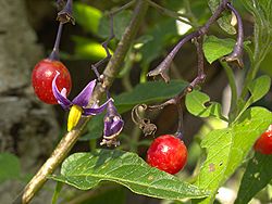 Punakoiso (Solanum dulcamara)