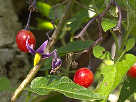 XN Solanum dulcamara 00.jpg