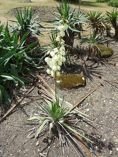 File:Yucca filamentosa 'Adam's Needle' (Agavaceae) plant.JPG