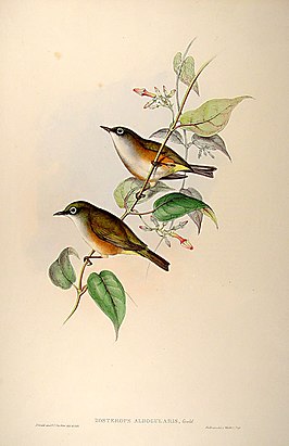 Norfolkbrilvogel