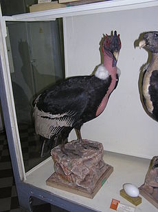 The Andean condor is in the Family Cathartidae established by Frederic de Lafresnaye in 1839 Kondor.jpg