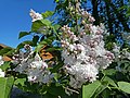 * Nomination: Syringa vulgaris near Museum of Votians culture, Leningrad Oblast, Russia. --Екатерина Борисова 02:29, 17 May 2024 (UTC) * * Review needed