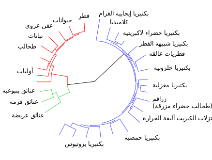 شجرة تطور السلالات توضح نطاقات الأحياء الثلاثة: حقيقيات النوى بالأحمر، العتائق بالأخضر والبكتيريا بالأزرق.[241]