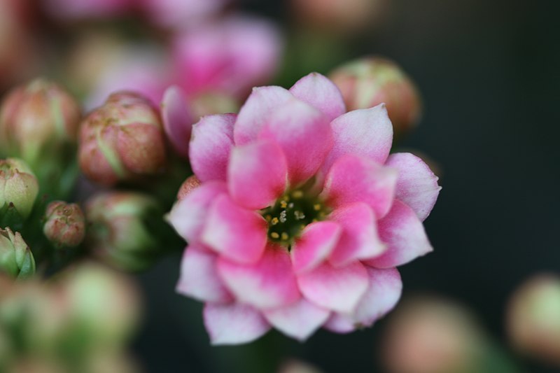 File:กุหลาบหิน Kalanchoe blossfeldiana Poelln. and hybrids (2).jpg