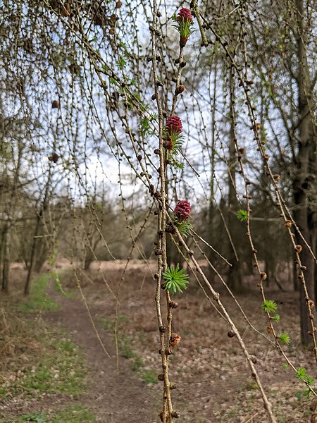 File:-2021-03-31 Spring foliage on a Larch tree, Bourne Wood, Lincolnshire.jpg